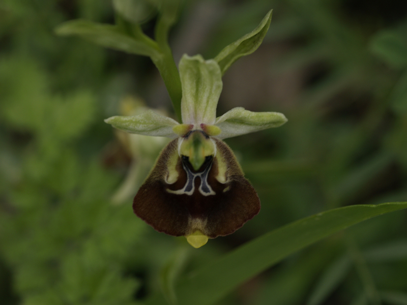 Ophrys cinnabarina (=Ophrys holosericea subsp. paolina) nuova sottos. del Gargano